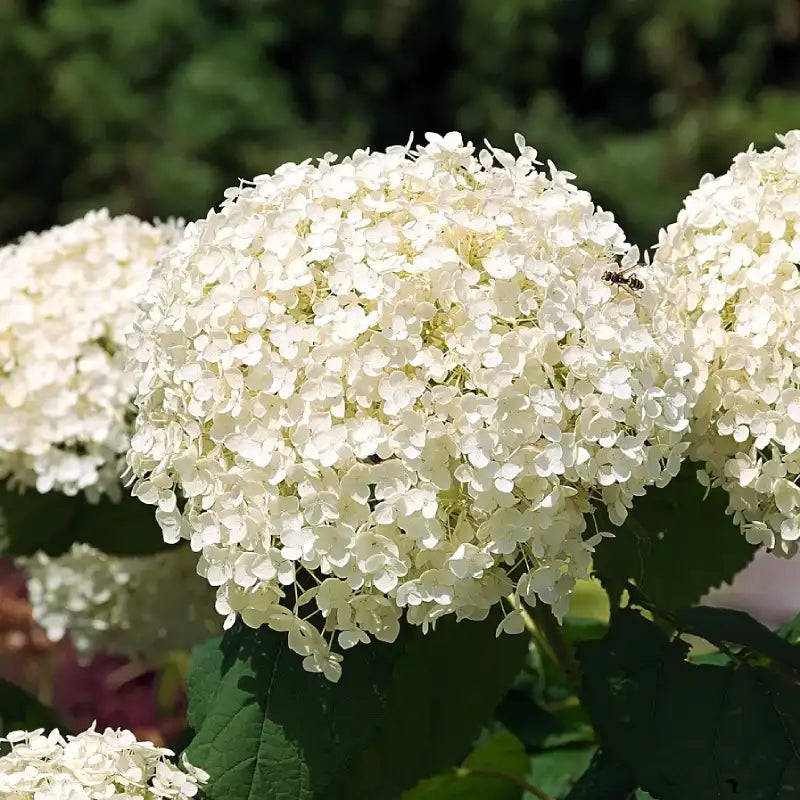 hortensia annabelle en fleur (blanches)