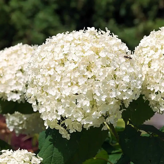 hortensia annabelle en fleur (blanches)