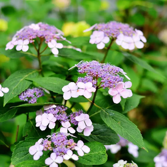 hortensia sargentiana