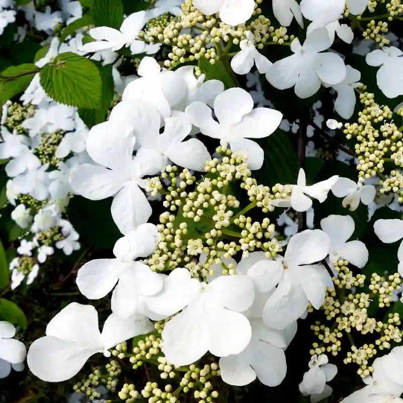Fleurs blanches de l'hortensia grimpant