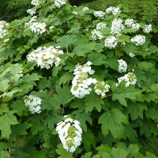 Fleur paniculée blanche de l'hortensia à feuilles de chêne (hydrangea quercifolia) "Alice"
