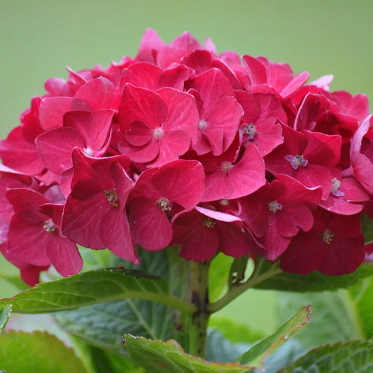 hortensia rouge alpengluhen
