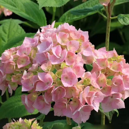 fleur d'hortensia bouquet rose