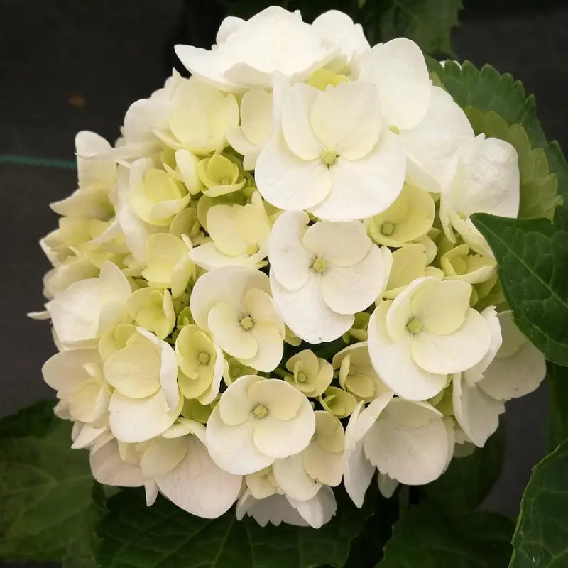 fleur blanche de l'hortensia "Mme Emile Mouillère"