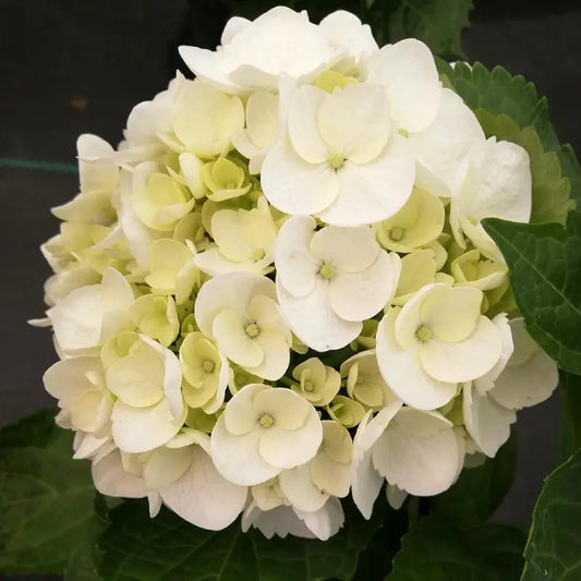 fleur blanche de l'hortensia "Mme Emile Mouillère"