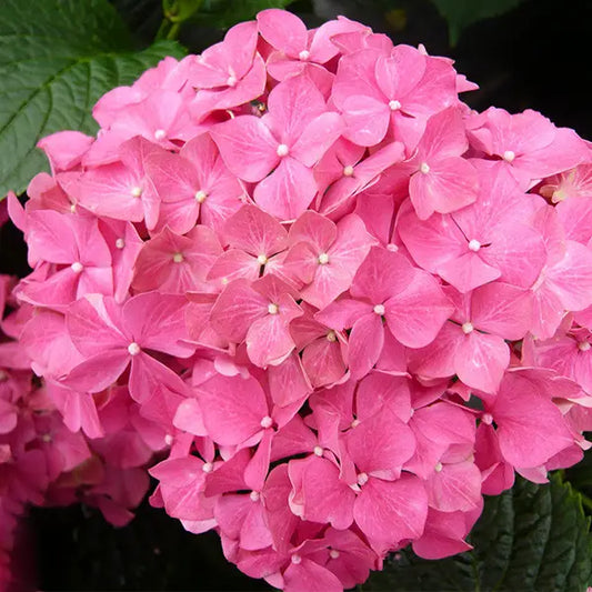 fleur rose de l'hortensia macrophylla "forever pink"