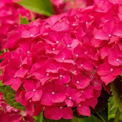 fleur rouge de l'hortensia macrophylla "Leuchtfeuer"