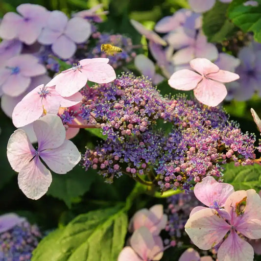 Hortensia macrophylla "Lilacina"