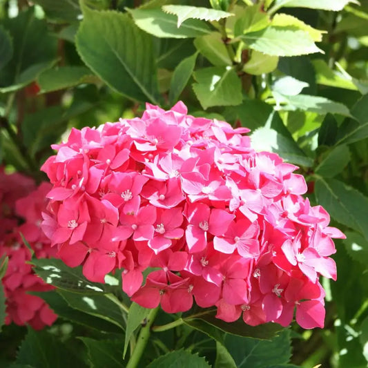 hortensia rose masja