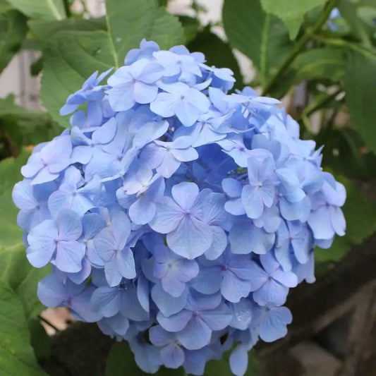hortensia bleu renate steinger