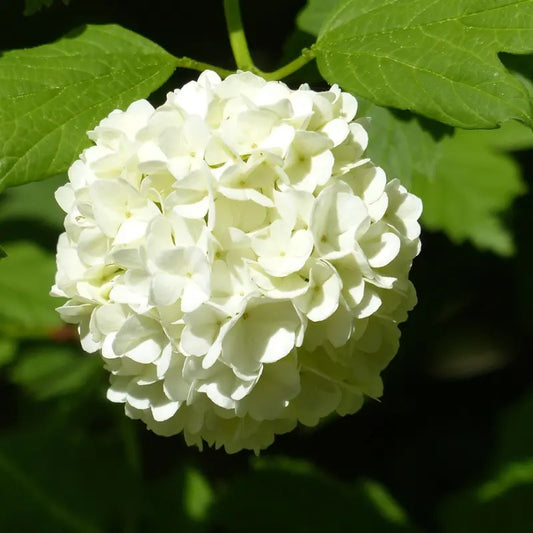 Grosse fleur blanche de l'hortensia "Snowball"