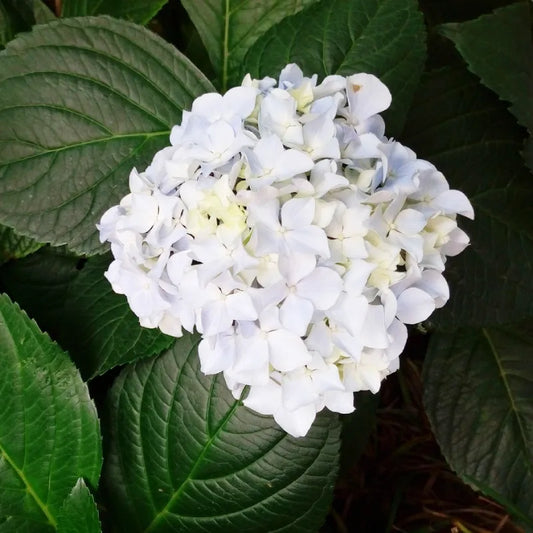 hortensia blanc soeur thérèse