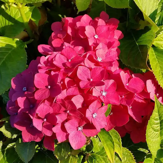 hortensia rose sybilla