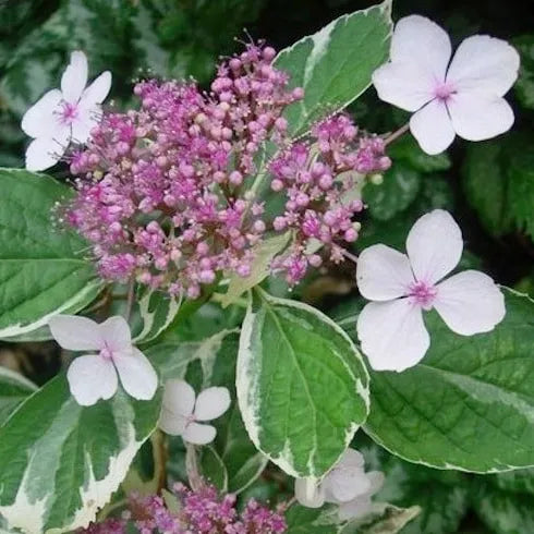 hortensia rose et blanc tricolor