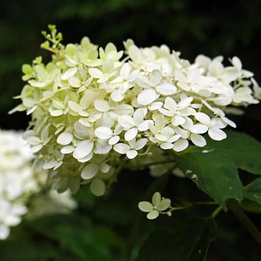 hortensia paniculé blanc