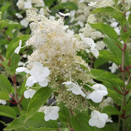 Hortensia Kyushu
