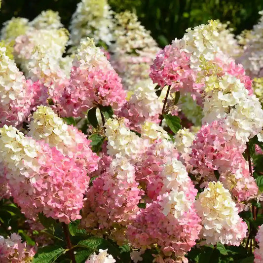 Hortensia Sundae Fraise