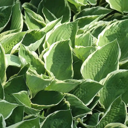 Feuille vertes de l'hosta 'Albomarginata'