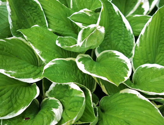 Hosta Aureomarginata