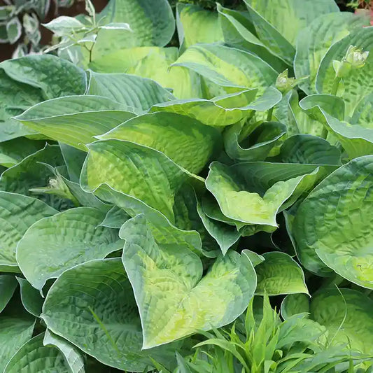 Feuilles vertes de l'hosta 'Guacamole'