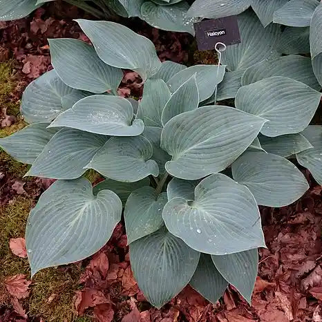 Feuillage gris bleuté d'un hosta 'Halcyon'