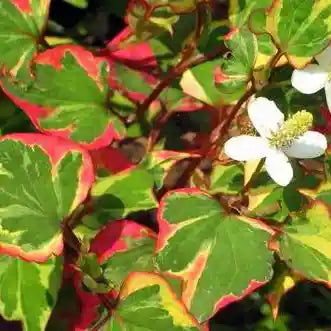 Fleur blanche de l'houttuynia (houttunya cordata) Chameleon