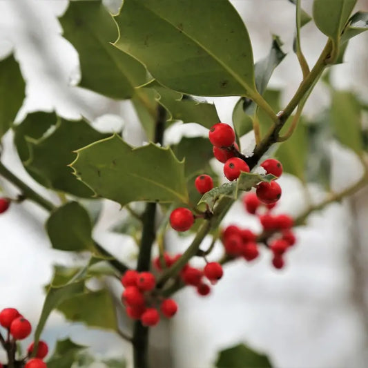 houx Alaska (ilex aquifolium Alaska)