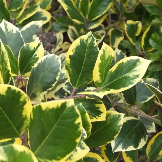 Houx panaché Golden King (Ilex altaclerensis Golden King)