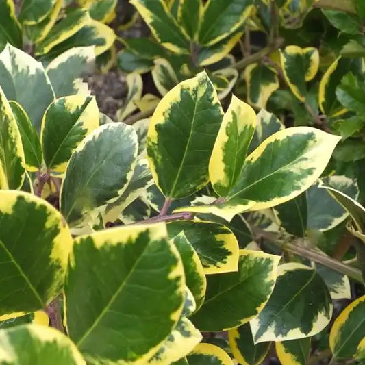 Houx panaché Golden King (Ilex altaclerensis Golden King)