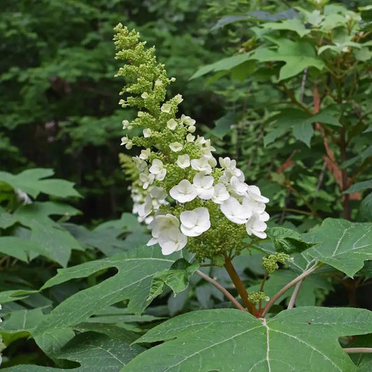 Hortensia (hydrangea) quercifolia Snowflake