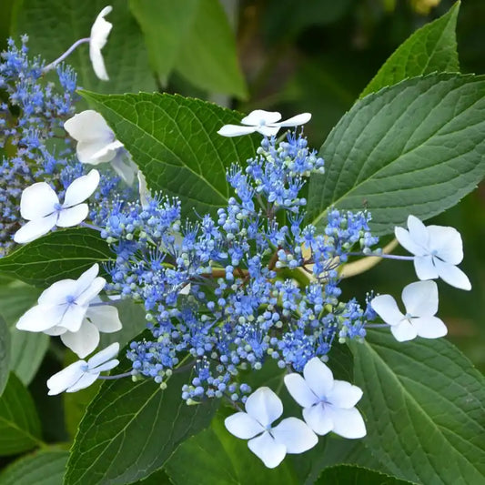 hortensia bleu et blanc serrata blue bird