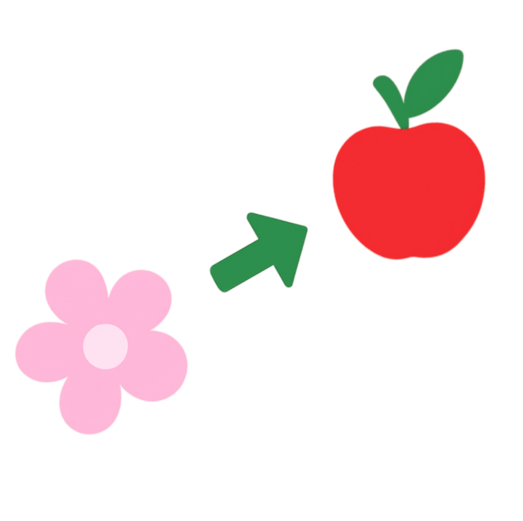 fleur qui se transforme en fruit