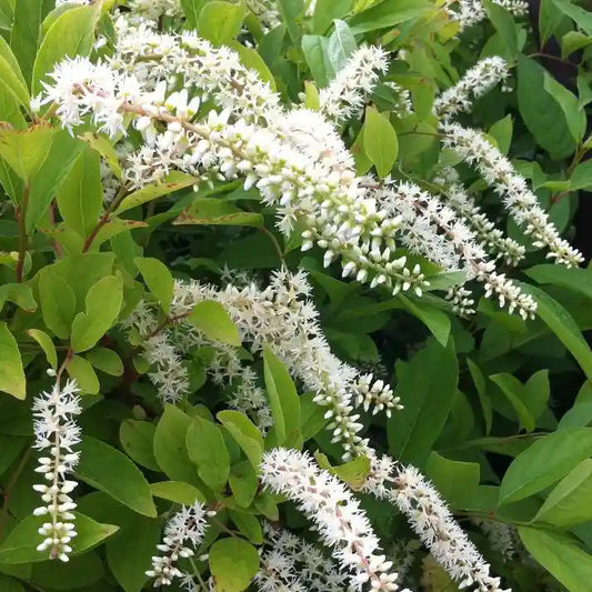 Itea virginica Henry's Garnet