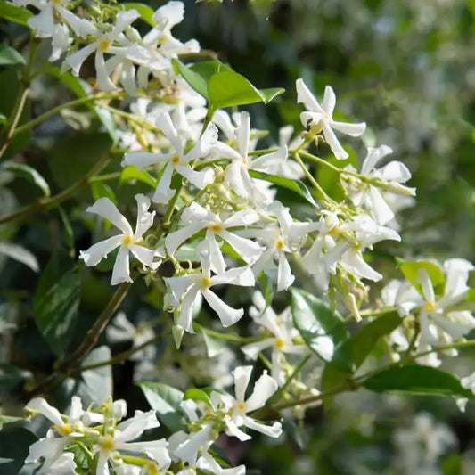 fleurs blanches du jasmin étoilé (jasmonoides)