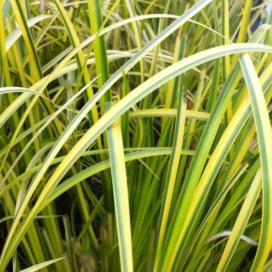 Jonc Japonnais 'Ogon'