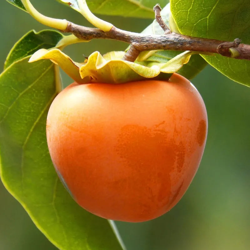 Kaki (fruit du plaqueminier Fuyu)