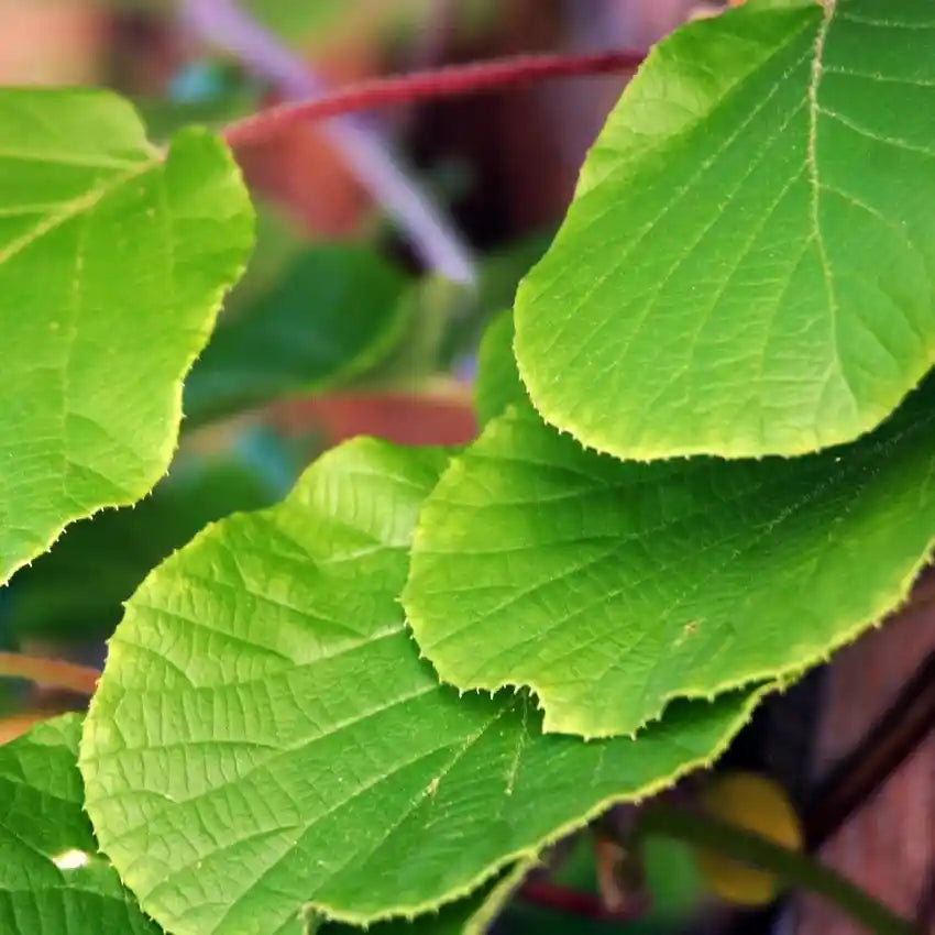 Feuilles de kiwai mâle 'Prince Jumbo'