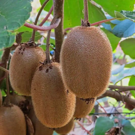 kiwi hayward