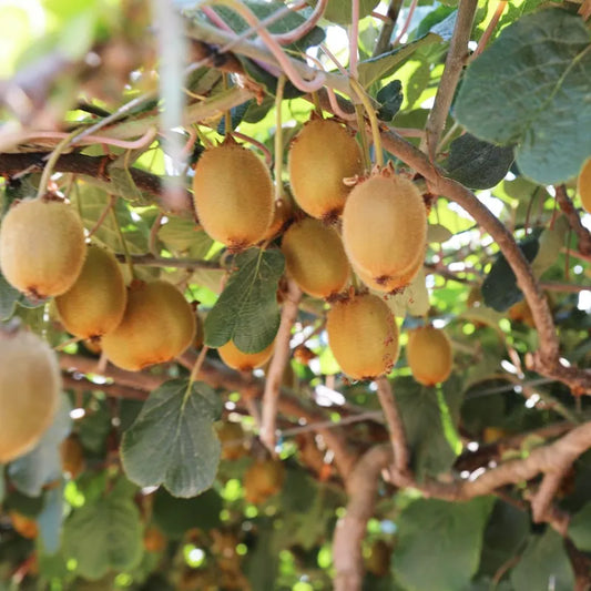 kiwi herma