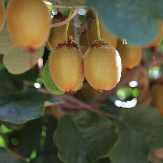 kiwi solissimo