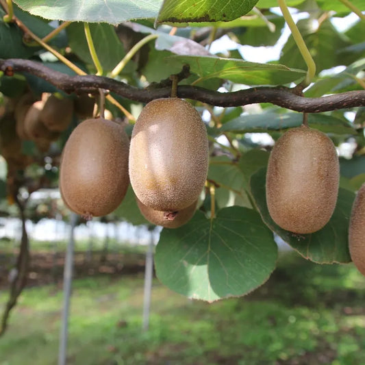 kiwi tomuri