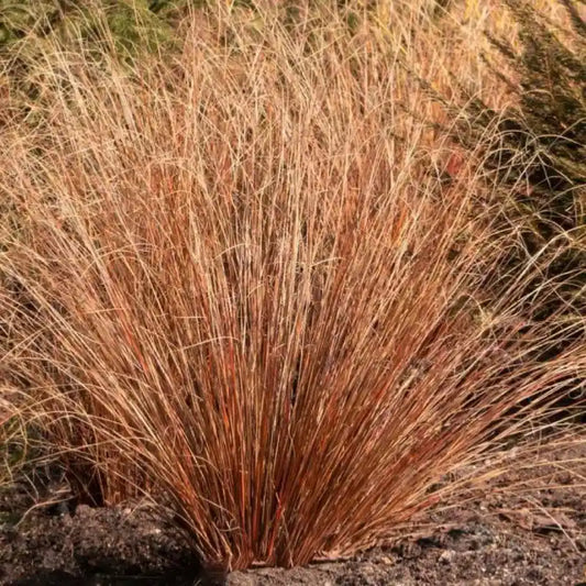 Laïche Red Rooster (Carex)