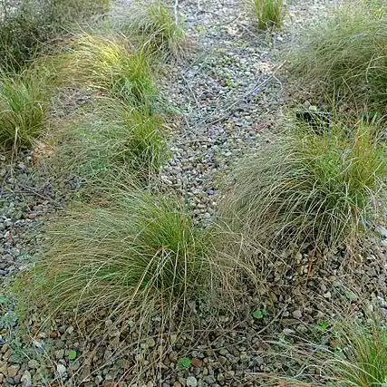 Laîche (Carex testacea)
