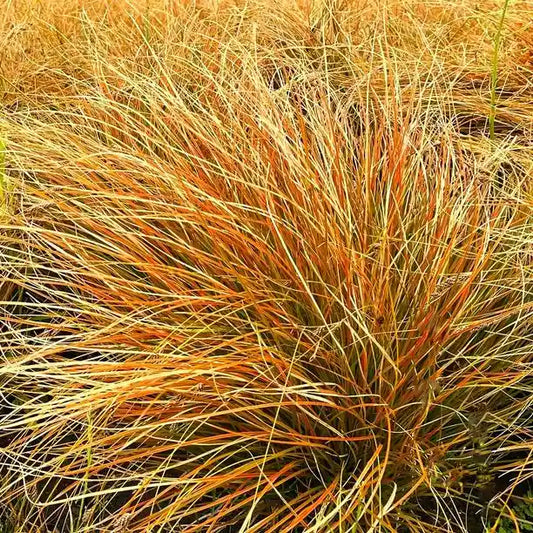 Feuilles de carex testacea 'Prairie Fire'