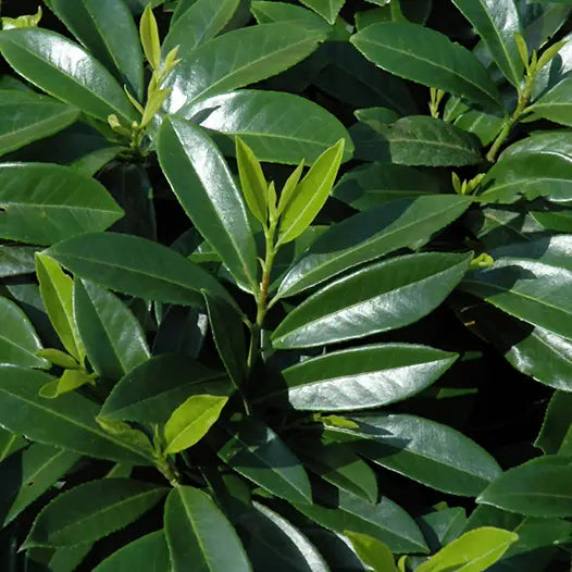 Laurier-cerise 'Mount Vernon' (Prunus laurocerasus 'Mount Vernon')