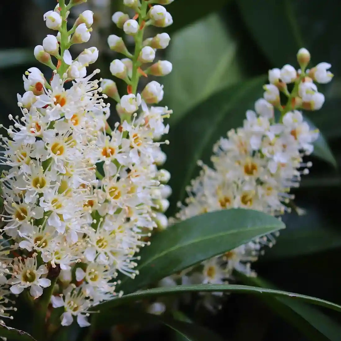 Laurier-cerise 'Otto Luyken' (Prunus laurocerasus 'Otto Luyken')
