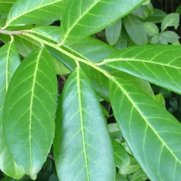 Laurier palme darts (Prunus laurocerasus 'Darts')