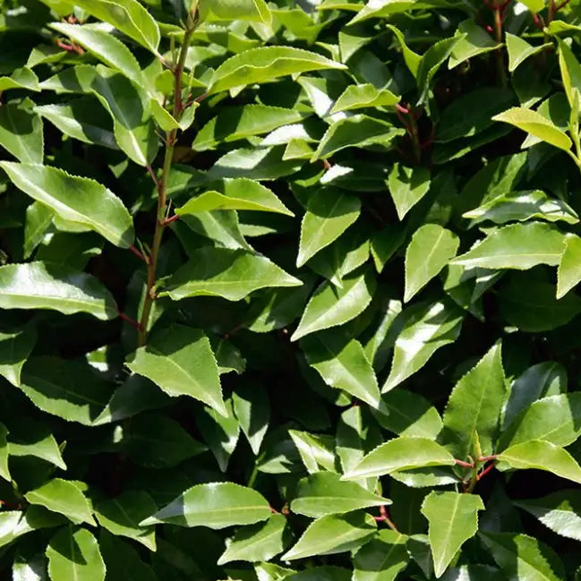 Laurier du Portugal (Prunus lisutanica Angustifolia)