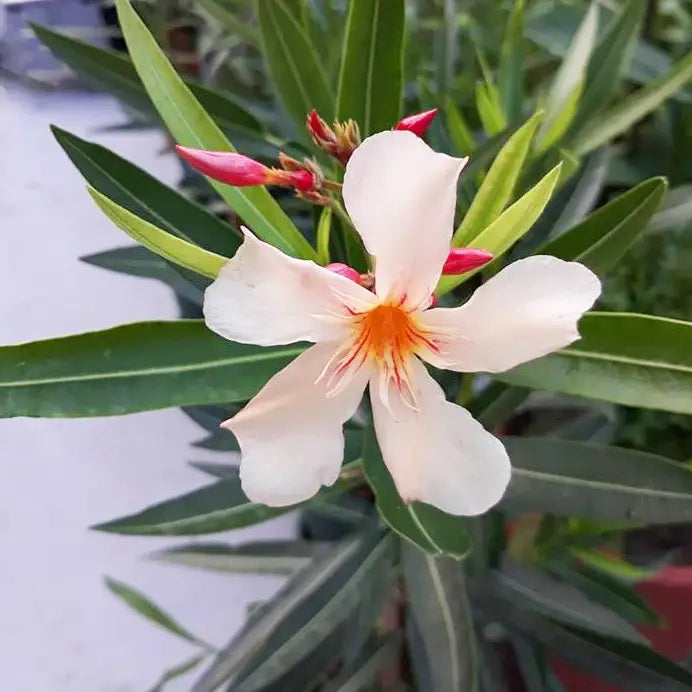 Laurier rose (nerium oleander) Angiolo Pucci