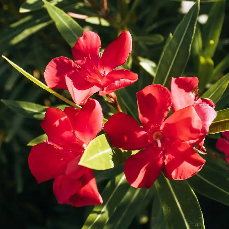 Laurier-rose (Nerium oleander) "Barthelemy"